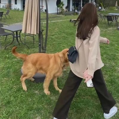 帝王蝶之子